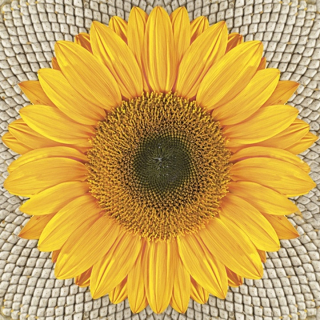 Tovaglioli per decoupage Sunflower on Seeds - 1 pezzo