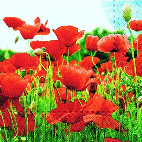 Tovaglioli per DECOUPAGE - Field of poppies - 1 pezzo